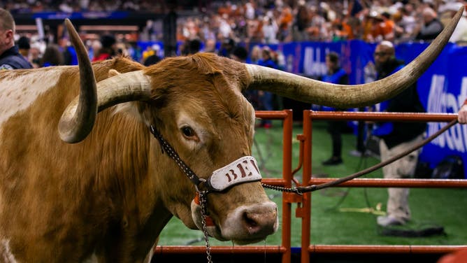 Bevo Banned from College Football Playoff against Arizona State