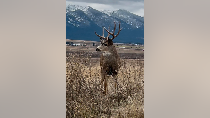 Huge buck photographed in Montana. (Credit: Reddit user Greeniee_Nurse_64 with permission/https://www.reddit.com/r/Montana/comments/1h4419c/just_a_gentleman_out_for_a_morning_stroll/)