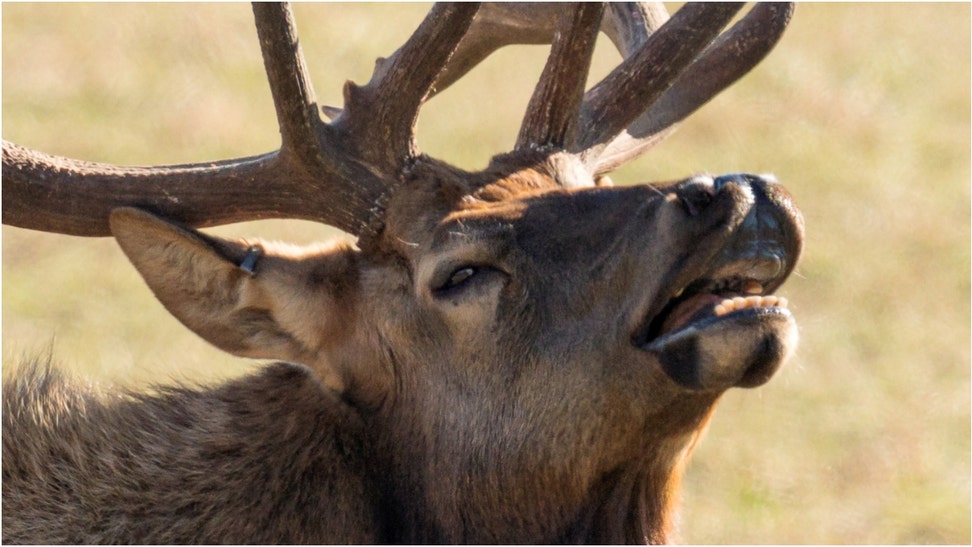 Hunters kill massive elk in Colorado. (Credit: Getty Images)