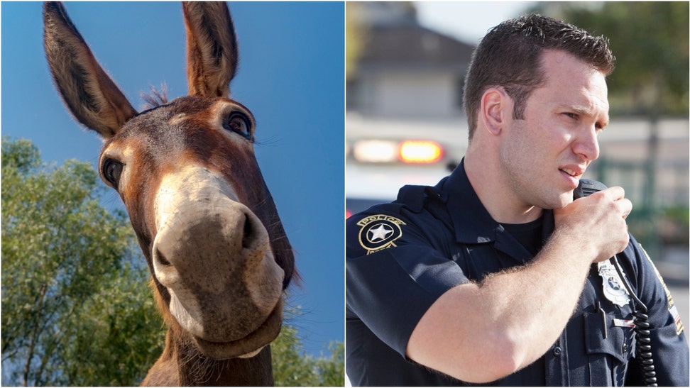 Man arrested twice in three days for incidents involving a mule. (Credit: Getty Images)