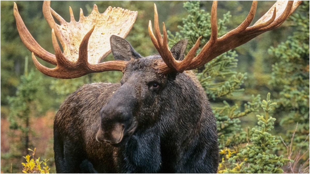 Moose Crushes Car in Wild Viral Video: Must-See Footage