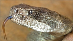 Rattlesnake bit goes viral. (Credit: Getty Images)