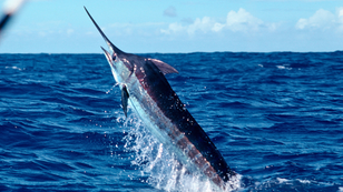 Watch: Fisherman Narrowly Avoids Being Impaled As Marlin Slaps Cell Phone Out Of His Hand