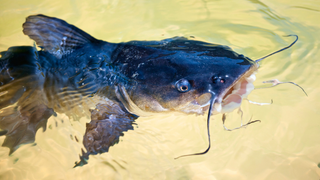 Angler Catches 8-Foot, 150-Pound Catfish — Could Be Biggest Ever In The U.K.