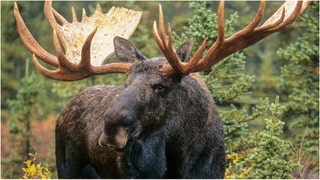 Moose runs into man's car in viral video. (Credit: Getty Images)