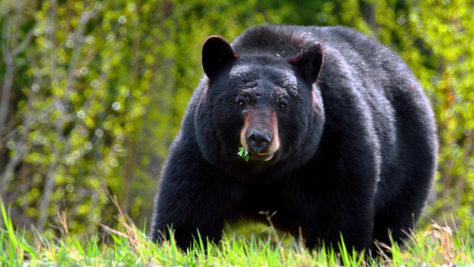 Army Vet Harvests Potentially Record-Breaking 700-Pound Black Bear In Louisiana