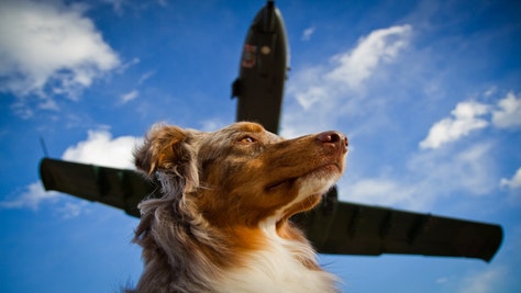 AIRLINE DOG