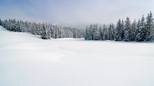 Winter landscape with evergreen trees in the background