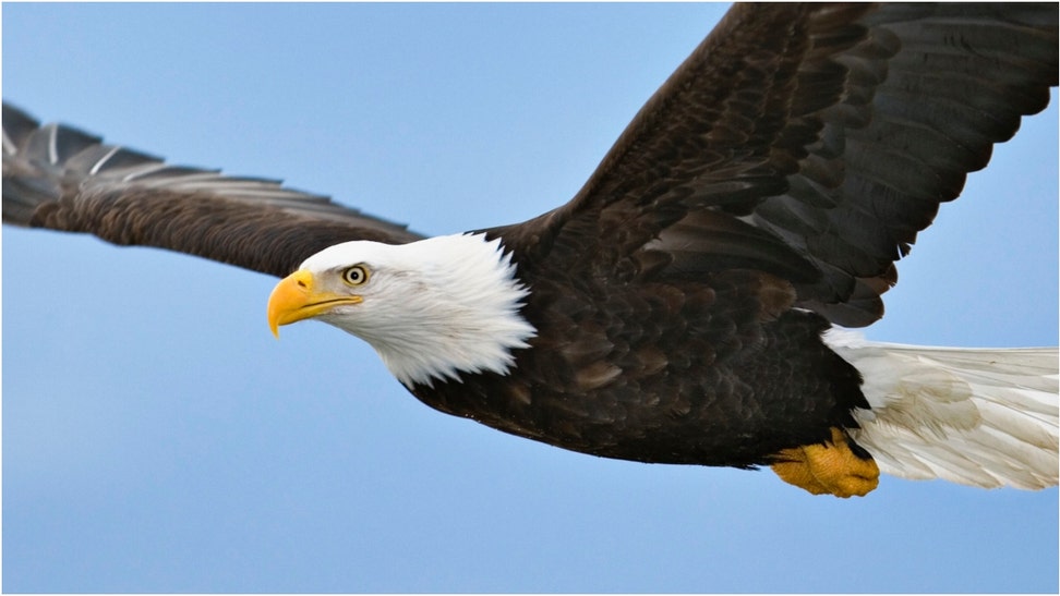 A man in Canada saved a bald eagle. Watch the footage. What are the reactions? (Credit: Getty Images)