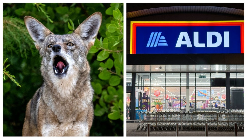 COYOTE ALDI