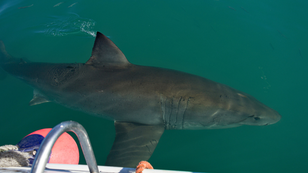 Great White Shark Stalks Kayak Fisherman Off Coast Of New Zealand