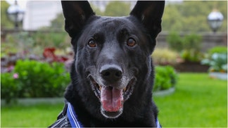The hero Secret Service dog, Hurricane, has passed away. What are the details of his service? (Credit: Public Domain, United States Government/https://x.com/USAinUK/status/1180099226052812800/)