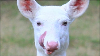 A video of an albino deer is going viral. Watch the video shared by Buckmasters on Instagram. (Credit: Getty Images)
