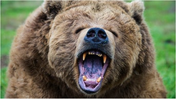 Man stands down massive bear in terrifying video. (Credit: Getty Images)