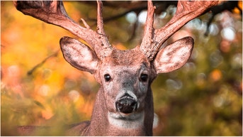 Deer buck (Credit: Getty Images)
