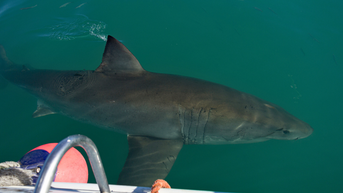 Great White Shark Stalks Kayak Fisherman Off Coast Of New Zealand