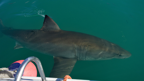 Great White Shark Stalks Kayak Fisherman Off Coast Of New Zealand