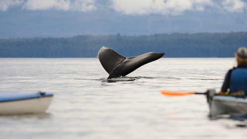 WATCH: Humpback Whale Swallows Kayaker Whole ...Then Spits Him Back Out