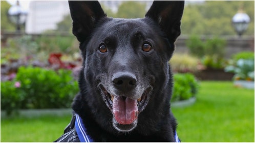 The hero Secret Service dog, Hurricane, has passed away. What are the details of his service? (Credit: Public Domain, United States Government/https://x.com/USAinUK/status/1180099226052812800/)