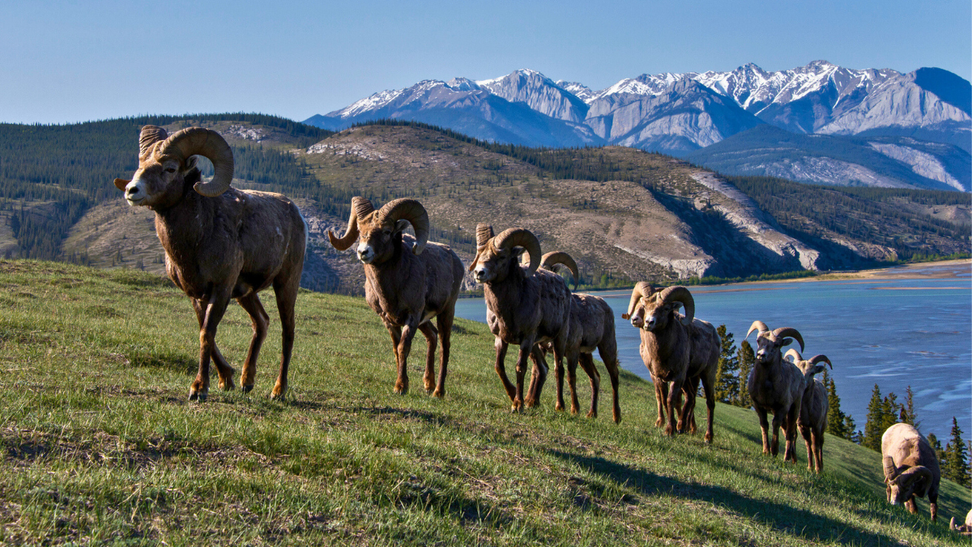 Mayhem Ensues As Colorado Parks Workers Capture Herd Of Bighorn Sheep In Massive Net: WATCH