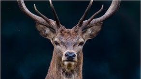 A woman tried to pet a massive deer, and it nearly ended in disaster. Watch the shocking viral video. (Credit: Getty Images Creative)