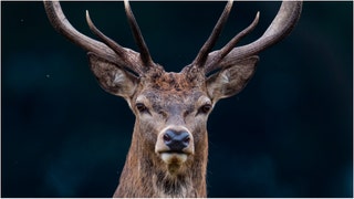 A woman tried to pet a massive deer, and it nearly ended in disaster. Watch the shocking viral video. (Credit: Getty Images Creative)