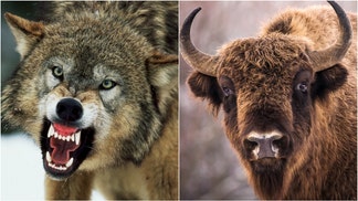 Bison were caught on video battling for survival against a pack of wolves in Yellowstone. Watch the awesome video. (Credit: Getty Images Creatives)