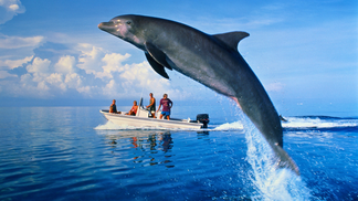 New Zealand Fishermen Save Dolphin's Life After It Jumped Into Their Boat