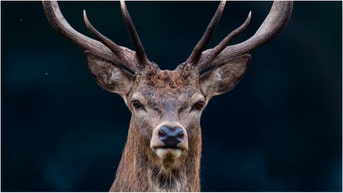 A woman tried to pet a massive deer, and it nearly ended in disaster. Watch the shocking viral video. (Credit: Getty Images Creative)