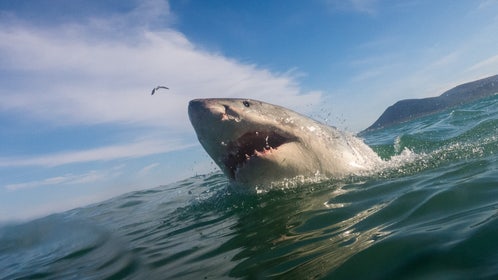 Fishermen Reel In 1,000-Pound Great White Shark In Outer Banks: WATCH