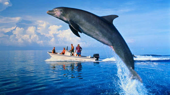 New Zealand Fishermen Save Dolphin's Life After It Jumped Into Their Boat