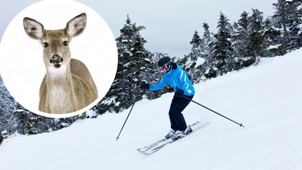 Skier Narrowly Avoids Collision With Deer Sprinting Across New Mexico Slope: WATCH