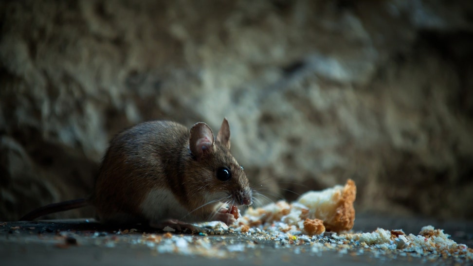 Video: Travelers Casually Watch Mouse Crawl Over Bagels At Nashville Airport