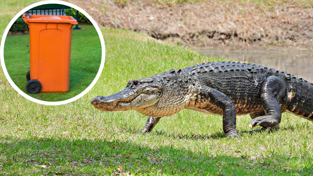 MMA Fighter Mike Dragich Traps Alligator In Trashcan, Wheels It Off Florida Woman's Property
