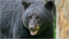 Connecticut man Todd Topicz was arrested after shooting at a bear threatening his family. What are the details of the case? (Credit: Getty Images)