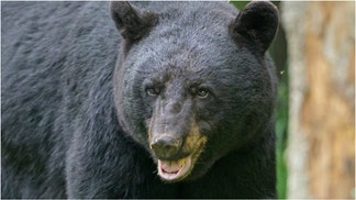 Connecticut man Todd Topicz was arrested after shooting at a bear threatening his family. What are the details of the case? (Credit: Getty Images)