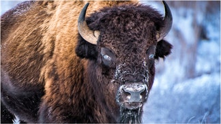 An awesome video shows a pair of bison running through the snow with the sun barely shown in the background. Watch the video. (Credit: Getty Images Creatives)