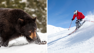 Colorado Skier Nearly Collides With Black Bear Charging Across Slope: WATCH