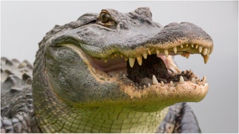 A massive crocodile was filmed strolling around a golf course in South Carolina. Watch the video. (Credit: Getty Images Creative)