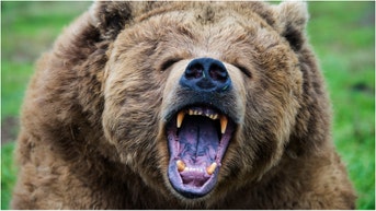 A viral video shows a hiker getting shockingly close to a massive bear. Watch the stunning footage. (Credit: Getty Images Creatives)