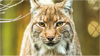 Alabama hunter Claude Strother survived a bobcat attack. See photos of the damage and watch a video of his comments. What happened? (Credit: Getty Images Creatives)