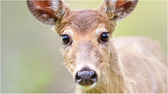 A video of a man messing with an angry deer is going viral. Watch the footage. (Credit: Getty Images Creatives)