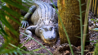 Florida Hiker Stumbles Upon Massive Alligator Strolling Along Trail: WATCH