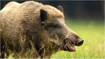 A viral video shows a man smacking a wild boar on the butt and then regretting it. Watch the video. (Credit: Getty Images Creative)