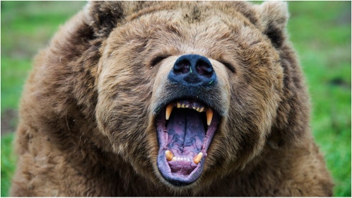 A viral video shows a hiker getting shockingly close to a massive bear. Watch the stunning footage. (Credit: Getty Images Creatives)