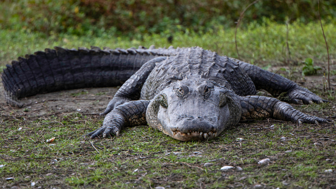 It's Your Own Damn Fault If An Alligator Attacks You, Scientists Say