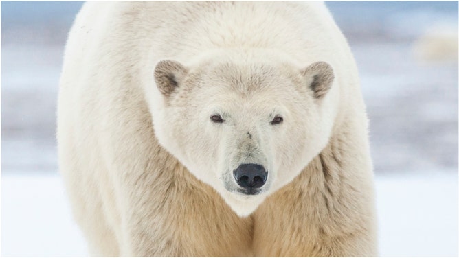A man in Norway had to run for his life against a polar bear. Watch the video. He dropped his gun during the moment. (Credit: Getty Images Creatives)