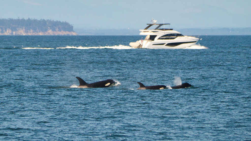 Orcas Are Attacking And Sinking Yachts In The Strait Of Gibraltar
