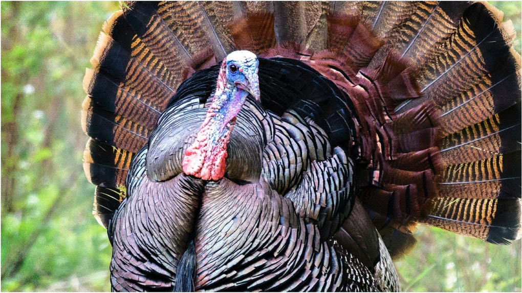 David Hookstead's dad shot a massive turkey. Check out a photo of the kill. (Credit: Getty Images)