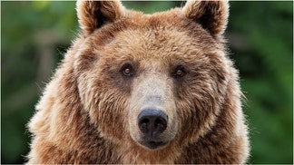 A bear destroyed the inside of a car in California. (Credit: Getty Images Creatives)